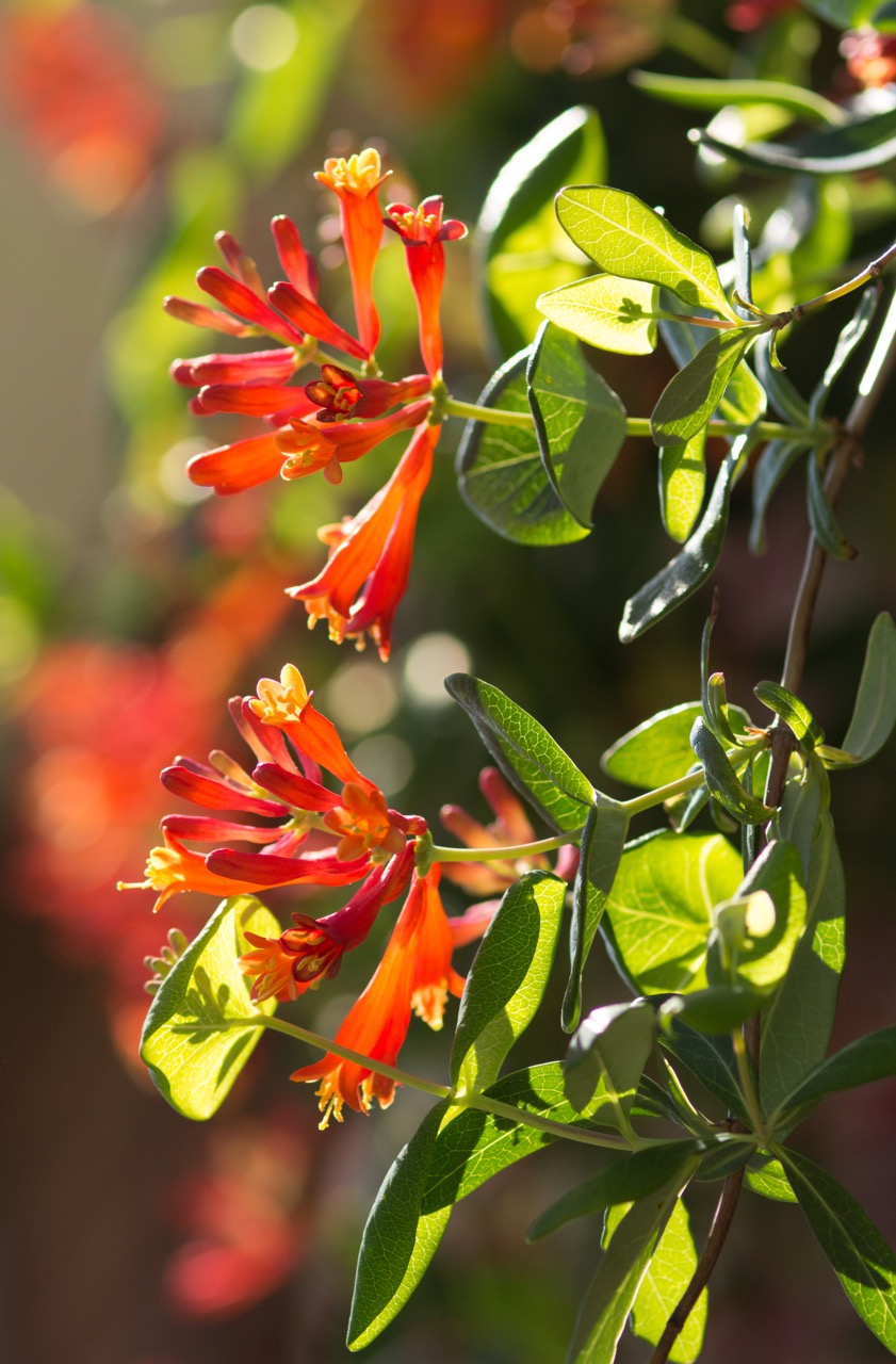 Virginia Creeper (New York City EcoFlora Volunteer Guide) · iNaturalist