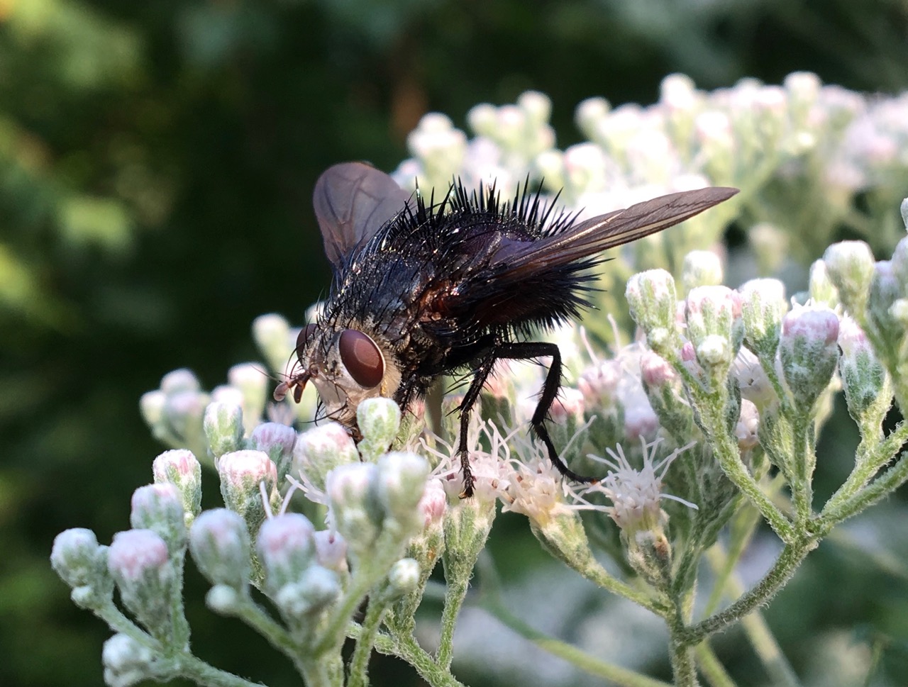 Monarch Rx: Calling All Butterfly Watchers - Humane Gardener