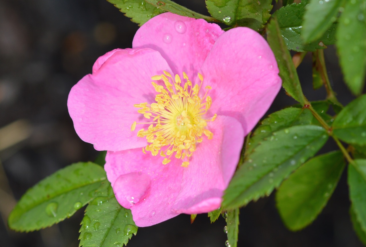 virginia rose closeup - Humane Gardener