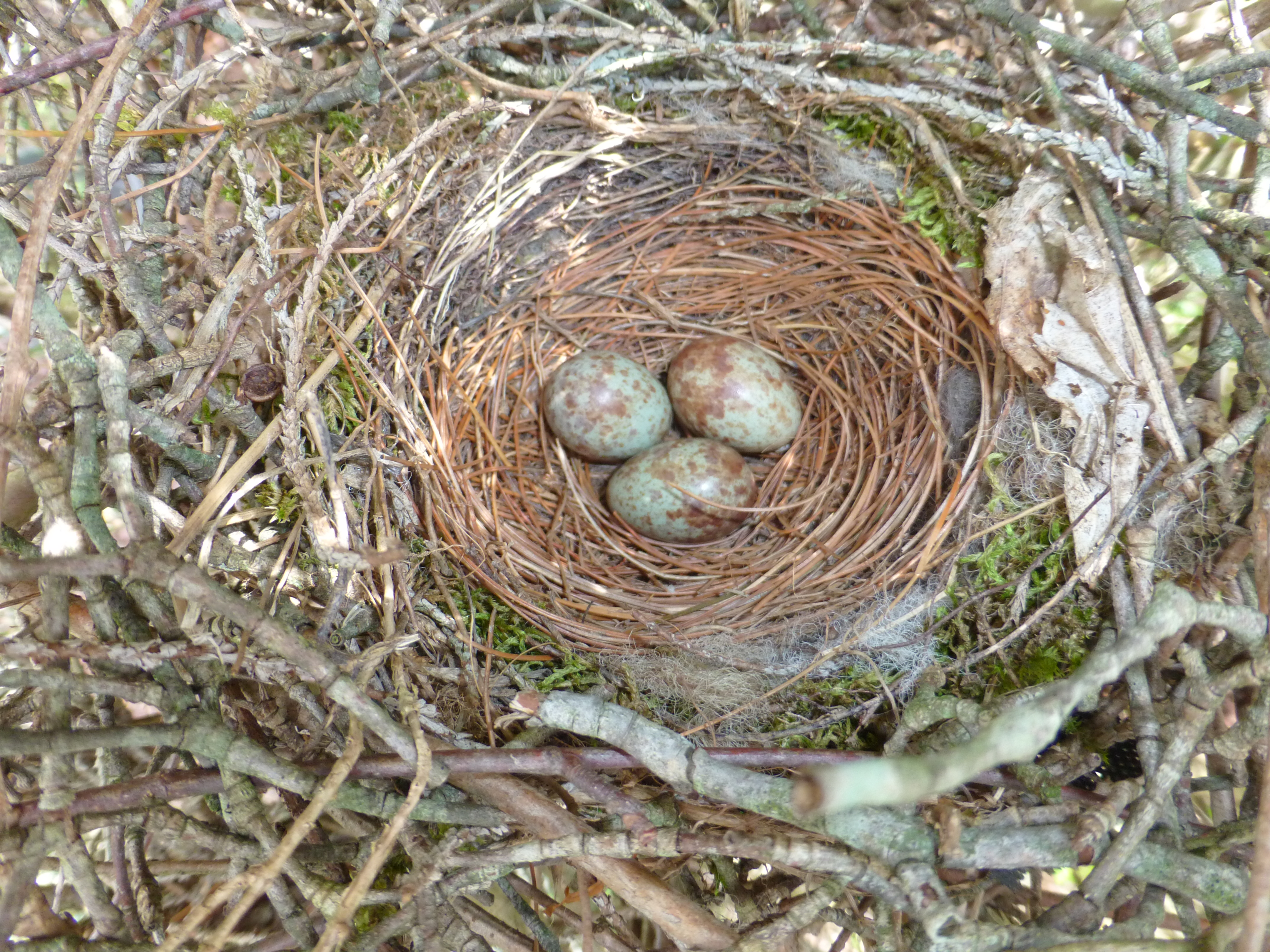 Download Mockingbird Eggs Humane Gardener