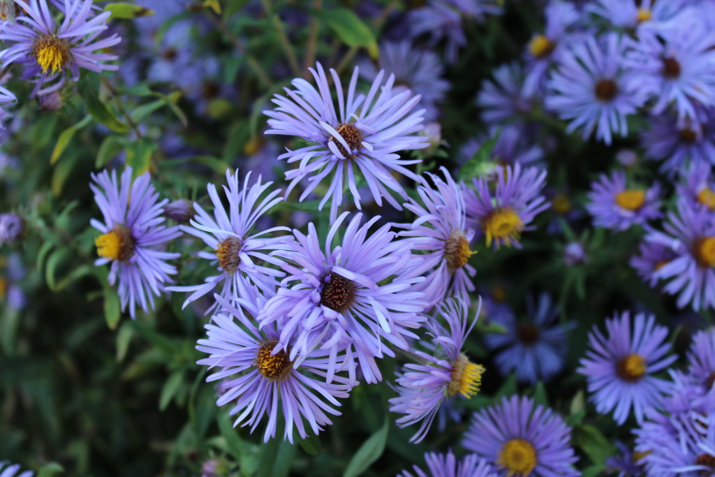 Aster_novae-angliae - Humane Gardener