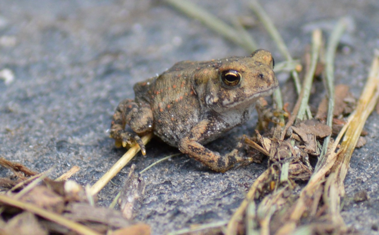 American toad in mulch - Humane Gardener