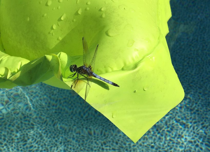 dragonfly pool float