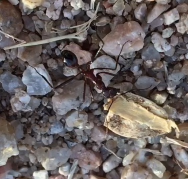 Ant carrying seed - Humane Gardener