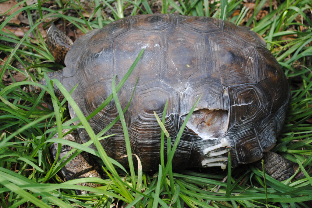 Gopher Tortoise 14012610 - Humane Gardener