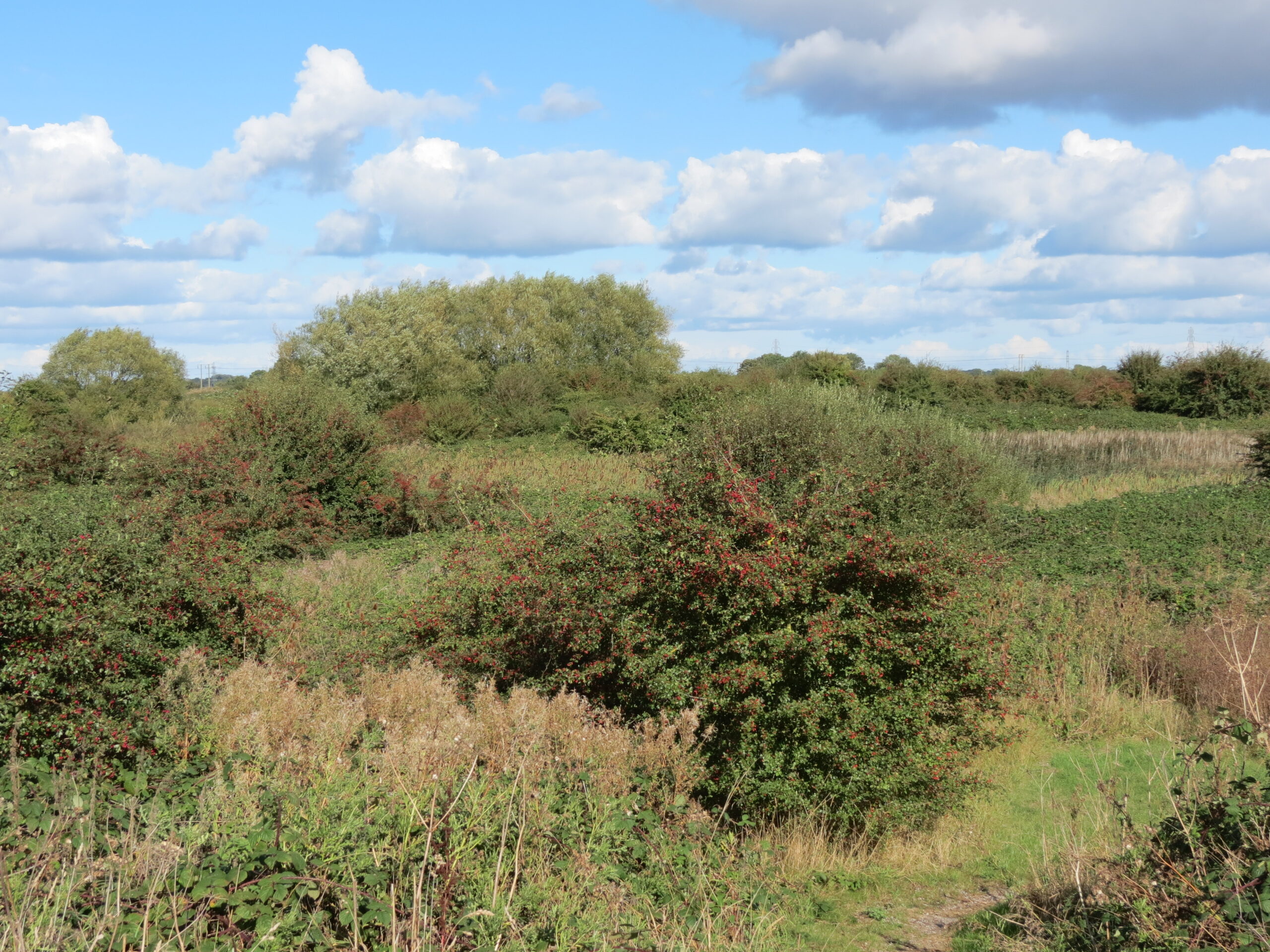 Bramble – Invasive Species South Africa