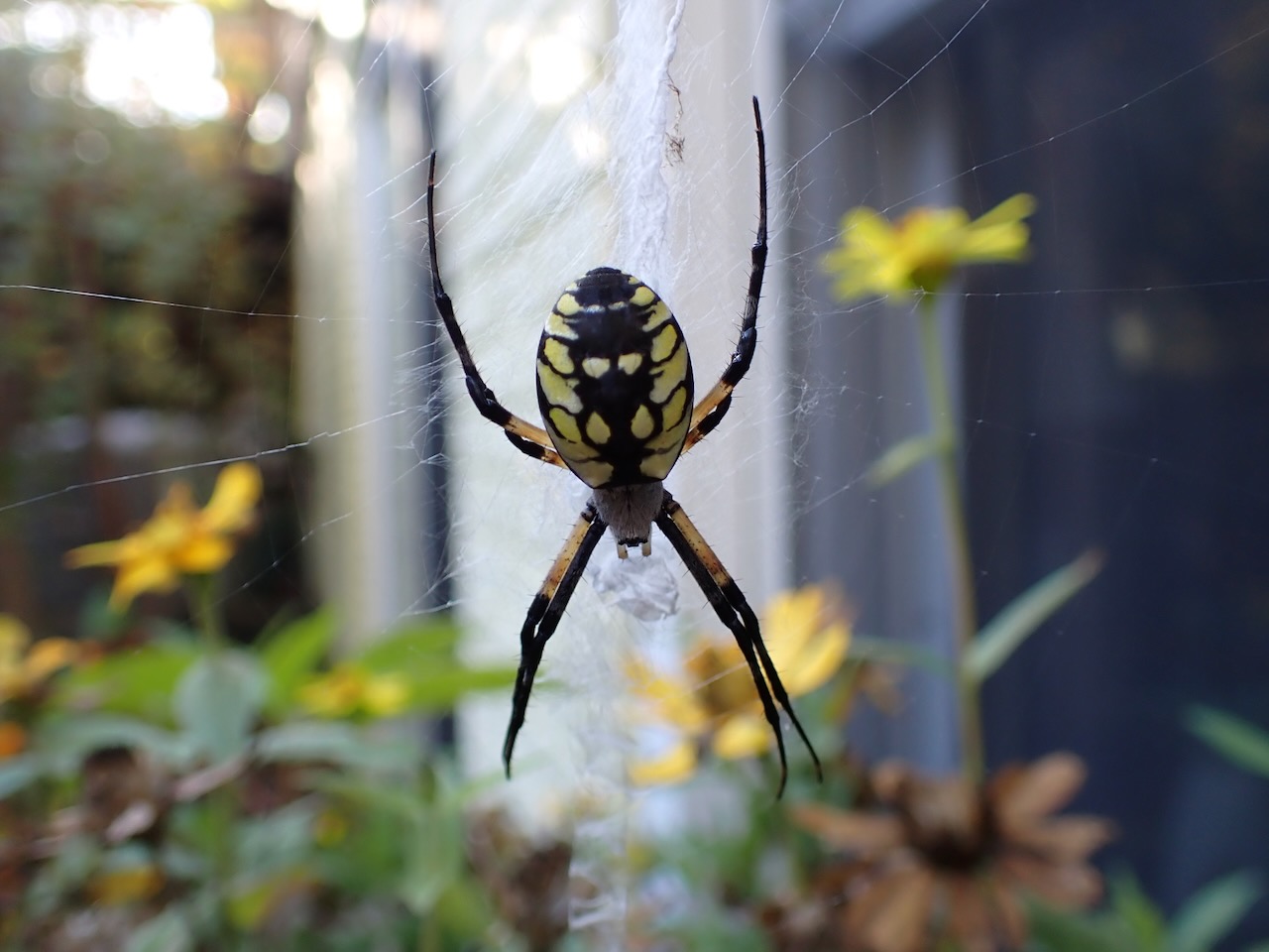 The Writing Spider - Life in the Places Between - Humane Gardener