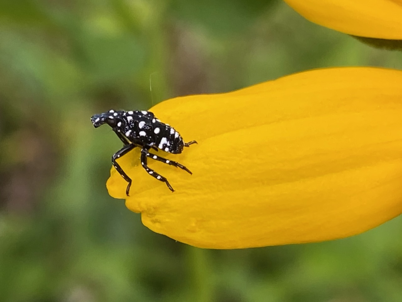 Stop Squishing Spotted Lanternflies - Humane Gardener